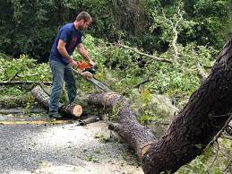 Best Hedge Trimming  in Maryland City, MD