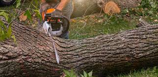 Best Emergency Tree Removal  in Maryland City, MD