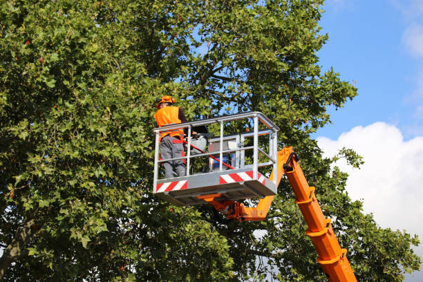 Best Commercial Tree Services  in Maryland City, MD