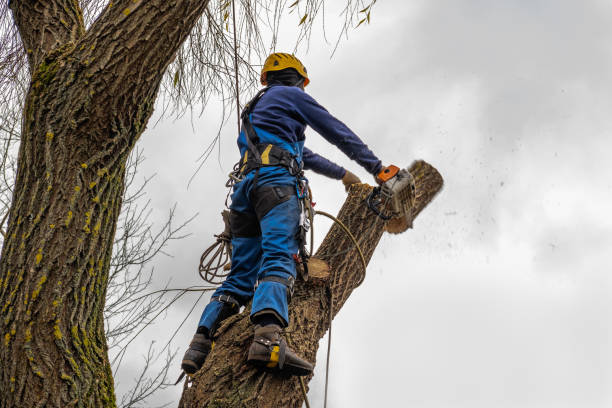 Best Tree Disease Treatment  in Maryland City, MD