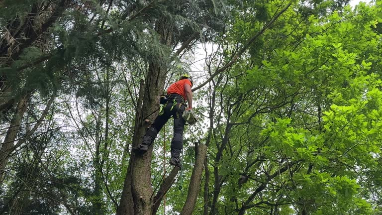 Best Tree Trimming and Pruning  in Maryland City, MD