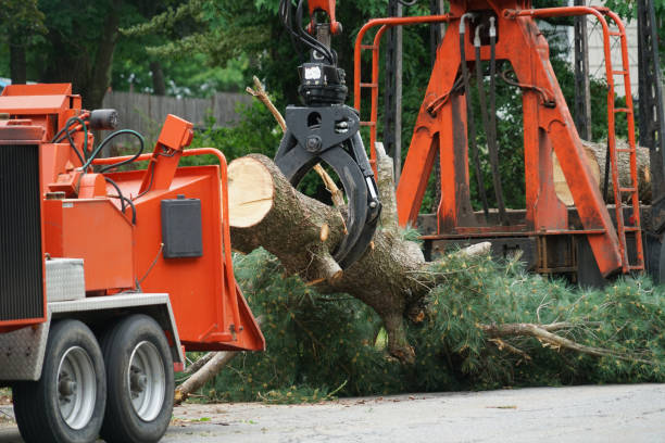 Best Arborist Consultation Services  in Maryland City, MD