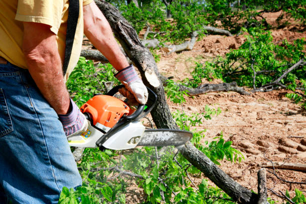 Maryland City, MD  Tree Services Company